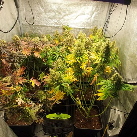 Trainwreck growlog timeline photo