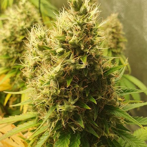 Trainwreck growlog timeline photo