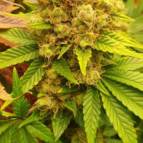 Trainwreck growlog timeline photo