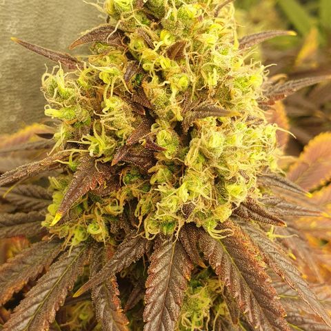 Trainwreck growlog timeline photo