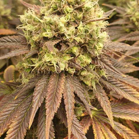 Trainwreck growlog timeline photo