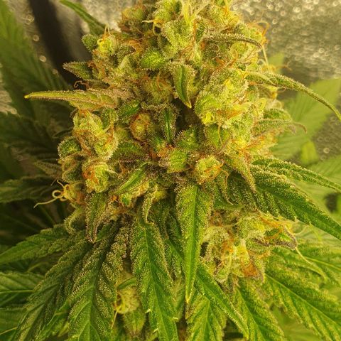Trainwreck growlog timeline photo