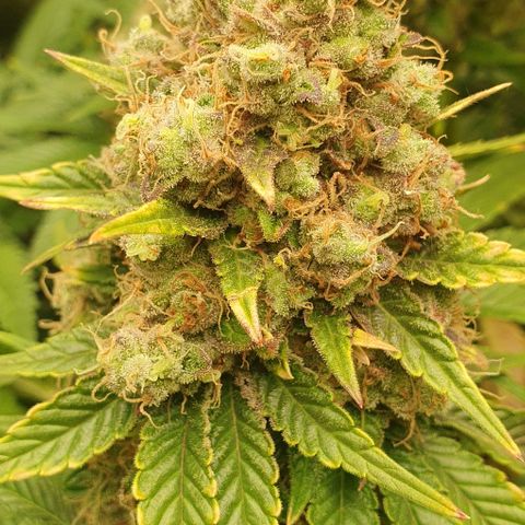 Trainwreck growlog timeline photo