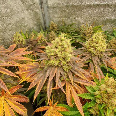 Trainwreck growlog timeline photo