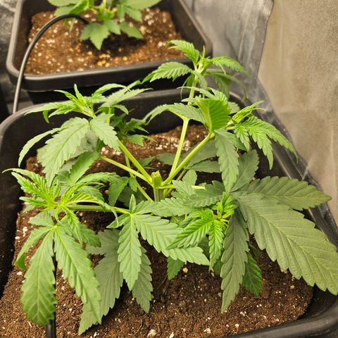Royal moby growlog timeline photo
