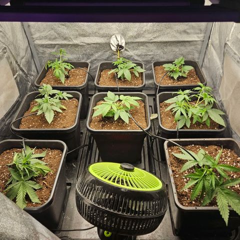 Royal moby growlog timeline photo