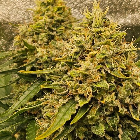 Royal moby growlog timeline photo