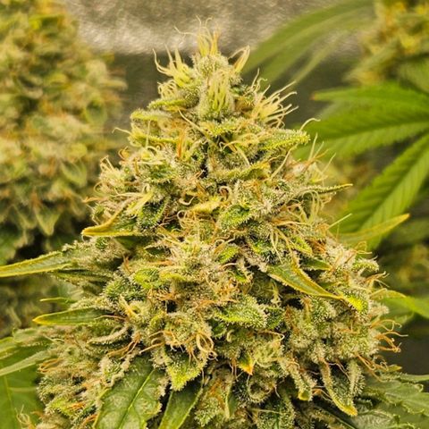 Royal moby growlog timeline photo