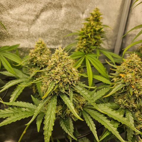 Royal moby growlog timeline photo