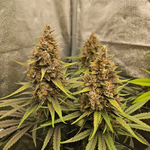 Royal moby growlog timeline photo