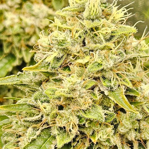 Royal moby growlog timeline photo