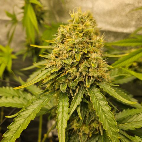 Royal moby growlog timeline photo