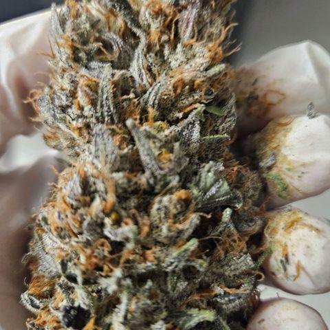 Royal moby growlog timeline photo