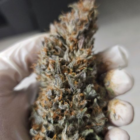Royal moby growlog timeline photo