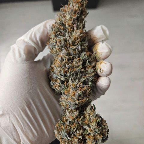 Royal moby growlog timeline photo