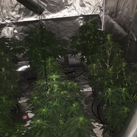 Sweet zkittlez growlog timeline photo