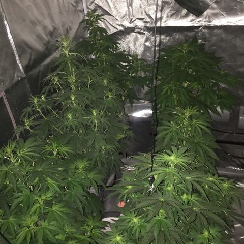 Sweet zkittlez growlog timeline photo