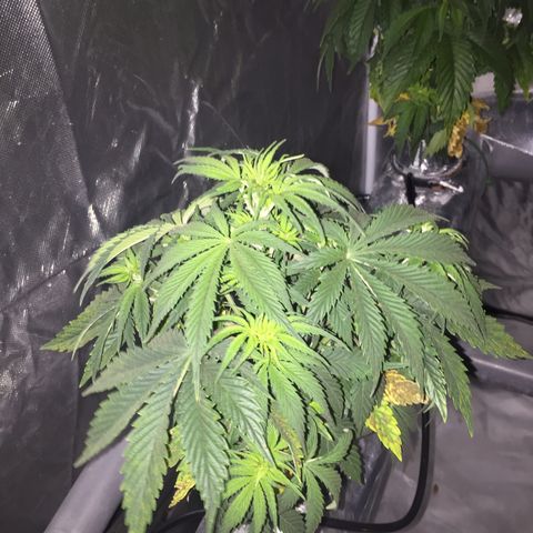 Sweet zkittlez growlog timeline photo