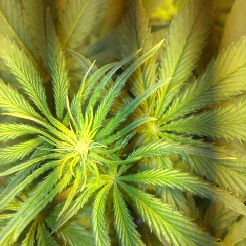 Sweet zkittlez growlog timeline photo