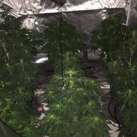 Sweet zkittlez growlog timeline photo