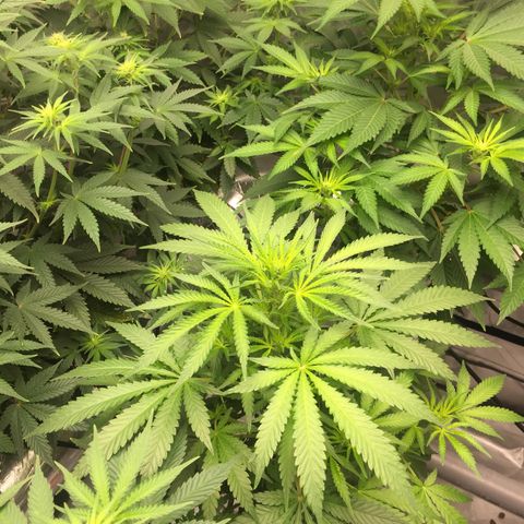 Sweet zkittlez growlog timeline photo