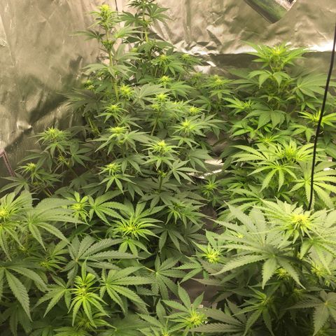 Sweet zkittlez growlog timeline photo