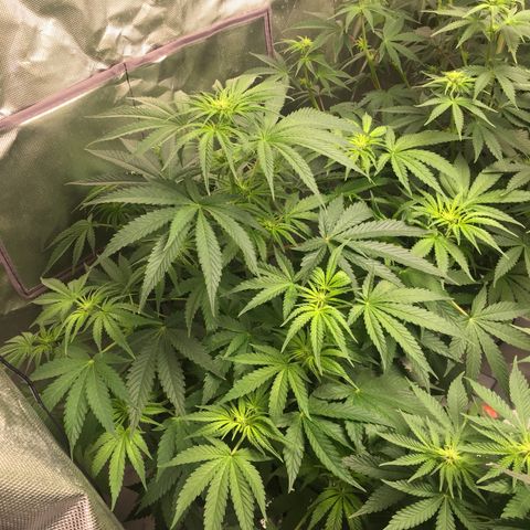 Sweet zkittlez growlog timeline photo