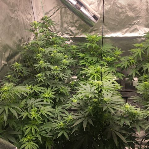 Sweet zkittlez growlog timeline photo