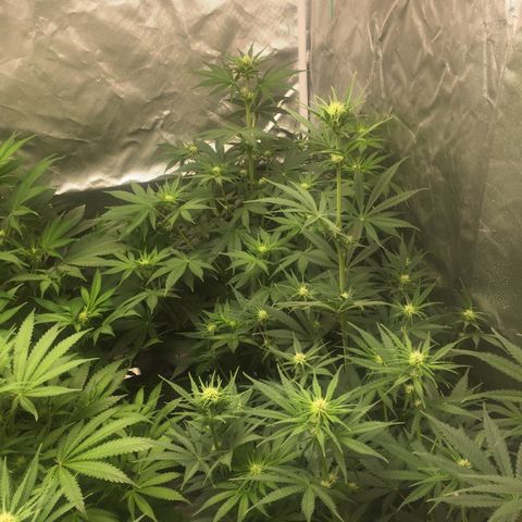 Sweet zkittlez growlog timeline photo