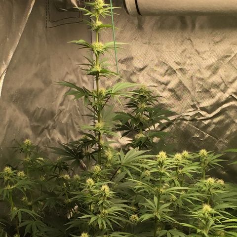 Sweet zkittlez growlog timeline photo