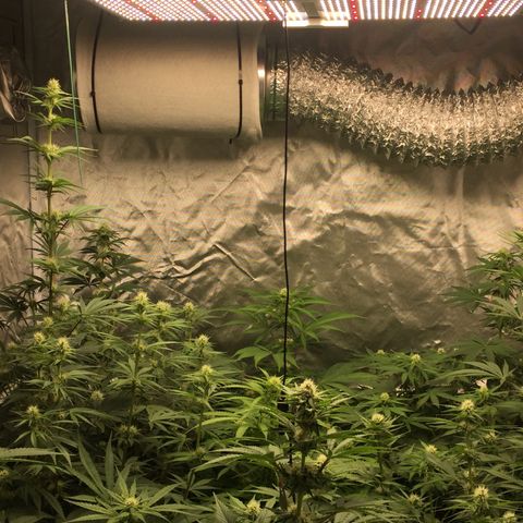 Sweet zkittlez growlog timeline photo