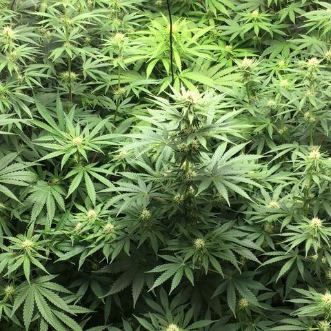 Sweet zkittlez growlog timeline photo