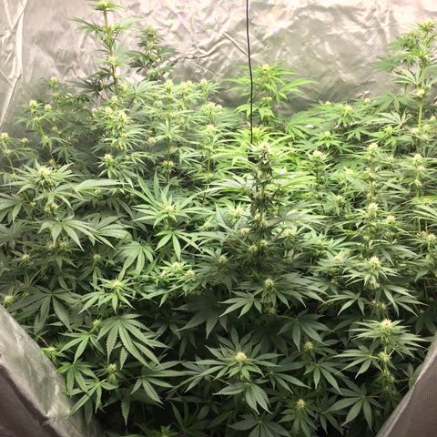 Sweet zkittlez growlog timeline photo
