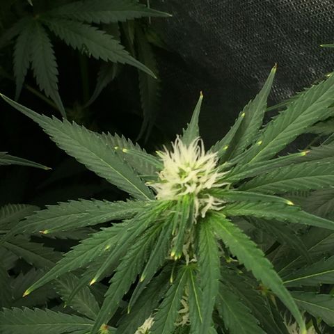 Sweet zkittlez growlog timeline photo
