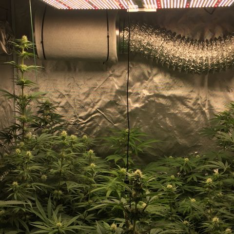 Sweet zkittlez growlog timeline photo