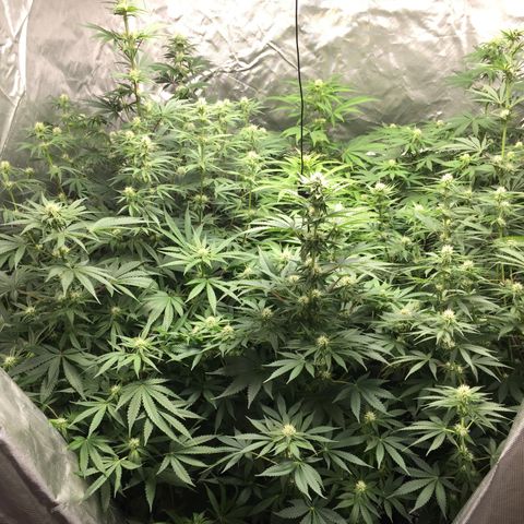 Sweet zkittlez growlog timeline photo