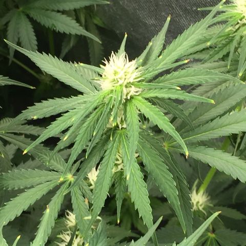 Sweet zkittlez growlog timeline photo