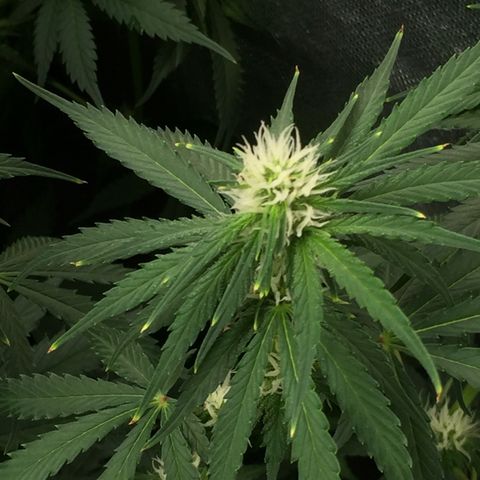 Sweet zkittlez growlog timeline photo