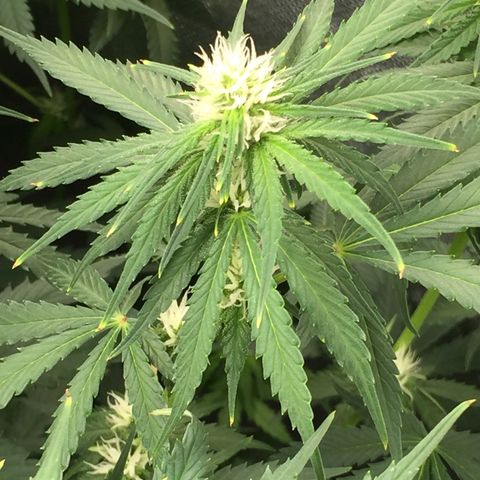 Sweet zkittlez growlog timeline photo