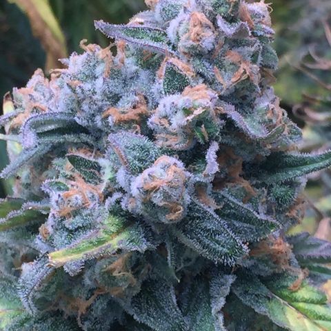 Sweet zkittlez growlog timeline photo