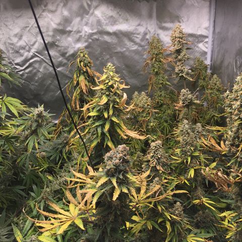 Sweet zkittlez growlog timeline photo