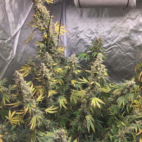 Sweet zkittlez growlog timeline photo