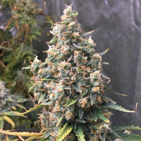 Sweet zkittlez growlog timeline photo