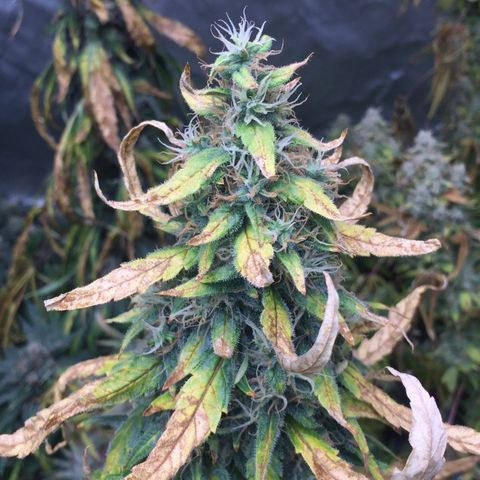 Sweet zkittlez growlog timeline photo
