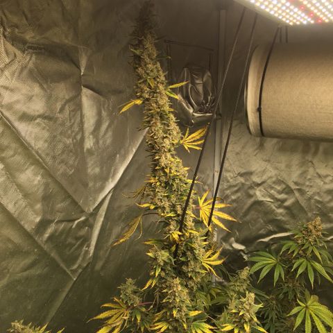 Sweet zkittlez growlog timeline photo