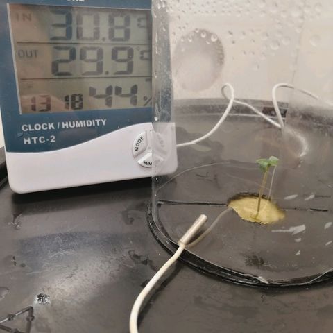 Cookies Haze growlog photo: 13hs