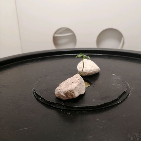 Cookies Haze growlog photo: 13hs 