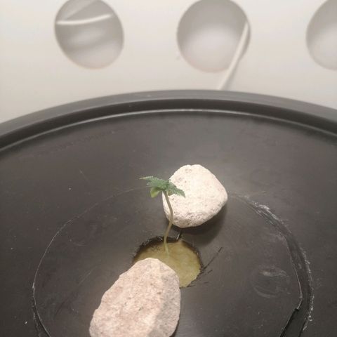Cookies Haze growlog photo: 13hs 