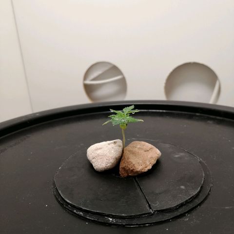 Cookies Haze growlog photo: 20hs 