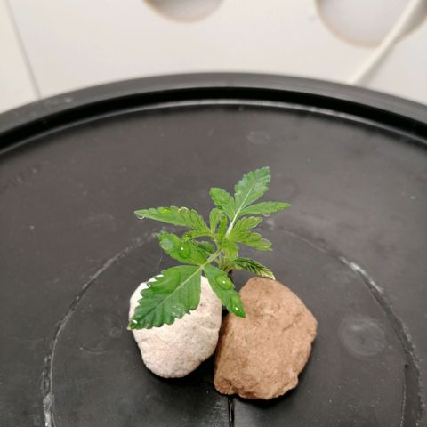 Cookies Haze growlog photo: 20hs